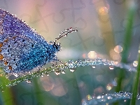 Krople, Motyl, Źdźbło, Grafika AI, Trawa, Modraszek, Rosa