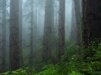 Mgła, Las, Drzewa, Roślinność