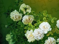 Róż, Krzew, Białych, Jose Escofet