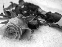 Róża, Czarno-Białe, Śnieg