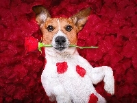 Róża, Pies, Jack Russell terrier, Płatki