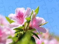 Różanecznik, Różowa, Azalia, Kwiaty