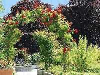Różany, Park, Ogród, Fontanna