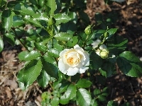 Róże, Białe