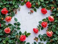 Kwiaty, Róże, Czerwone, Listki, Gałązki