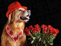 Róże, Golden Retriever, Piesek, Czerwone, Walentynki