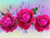 Róże, Trzy, Grafika 2D