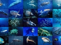 Gatunki, Świat, Oceanaria, Podwodny, Różne, Zwierząt