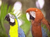 Papugi, Różnokolorowe, Ary