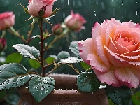 Krople, Róża, Kwiat, Różowa, Grafika, Deszcz