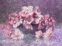 Kwiaty, Różowe, Sępolia