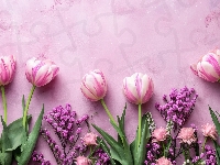 Kwiaty, Tulipany, Biało-różowe, Tło, Różowe