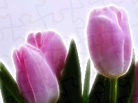 Tulipany, Różowe, 3D