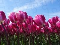Tulipany, Różowe, Niebo