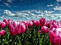 Tulipany, Różowe, Niebo