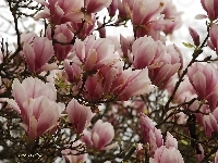 Biała, Różowo, Magnolia