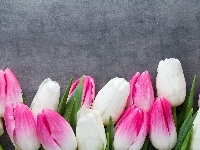 Różowo-białe, Kwiaty, Tulipany, Tło szare