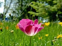 Tulipan, Różowy, Łąka