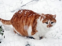 Kotek, Rudy, Śnieg