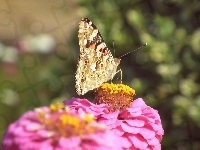 Rusałka osetnik, Motyl, Kwiat