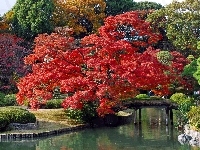 Rzeczka, Tokyo, Drzewa, Japonia, Park, Most