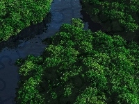 Rzeka, Drzewa