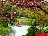 Rzeka, Drzewo, Wiosna, Kwitnące, Klomby, Park