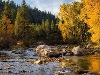 Kamienie, Rzeka Truckee, Drzewa, Stany Zjednoczone, Jesień, Las