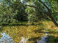 Pochylone, Rzeka Cetina, Kamienie, Chorwacja, Drzewa, Drzewo