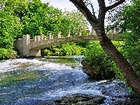 Rzeka, Most, Rwąca, Drzewa