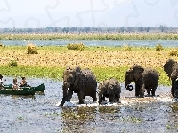 Łodzie, Słonie, Rzeka, Zimbabwe