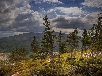 Góra Ylläs, Laponia, Drzewa, Trawa, Chmury, Góry, Finlandia, Wzgórza, Mech