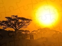 Słońce, Safari, Drzewo