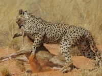 Sarna, Atakujący, Jaguar, Polowanie