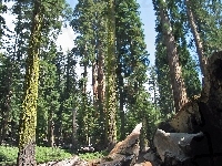 Stan Kalifornia, Sekwoje, Światło, Las, Stany Zjednoczone, Park Narodowy Redwood, Przebijające