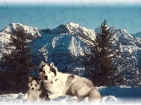 Siberian Husky, dwa, góry