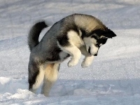 Skok, Siberian Husky