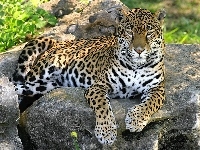Skały, Jaguar