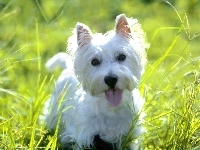 soczysta, słodki, West Highland White Terrier, trawa