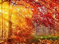Drzewa, Słońca, Jesień, Promienie, Las, Poranek, Mgła