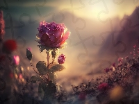Zachód słońca, Kwiat, Róża, Grafika