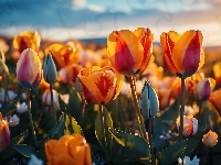 Zachód słońca, Kwiaty, Tulipany, Grafika
