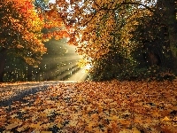Promienie słońca, Droga, Drzewa, Las, Liście, Jesień
