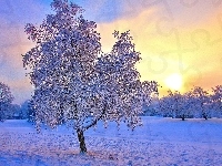 Słońca, Drzewa, Zachód, Śnieg