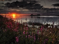 Słońca, Jezioro, Zachód, Kwiaty