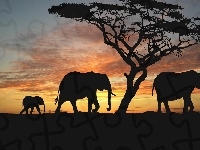 Słońca, Słonie, Zachód, Baobab