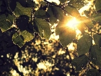 Liście, Słońce, Drzew