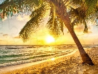 Słońce, Plaża, Morze, Palmy