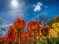 Słońce, Tulipany, Niebo, Wiosna