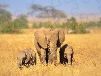 Słonica, Słonie, Słoniątka